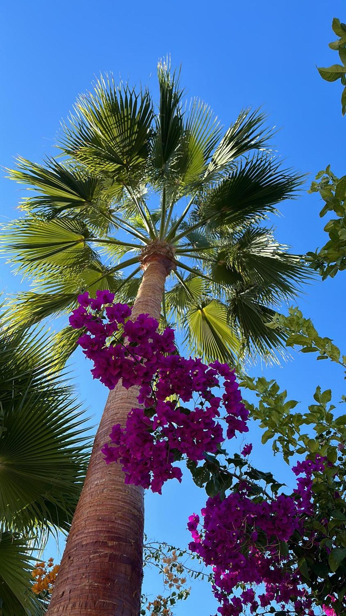 La Vida En Rosa Marbella